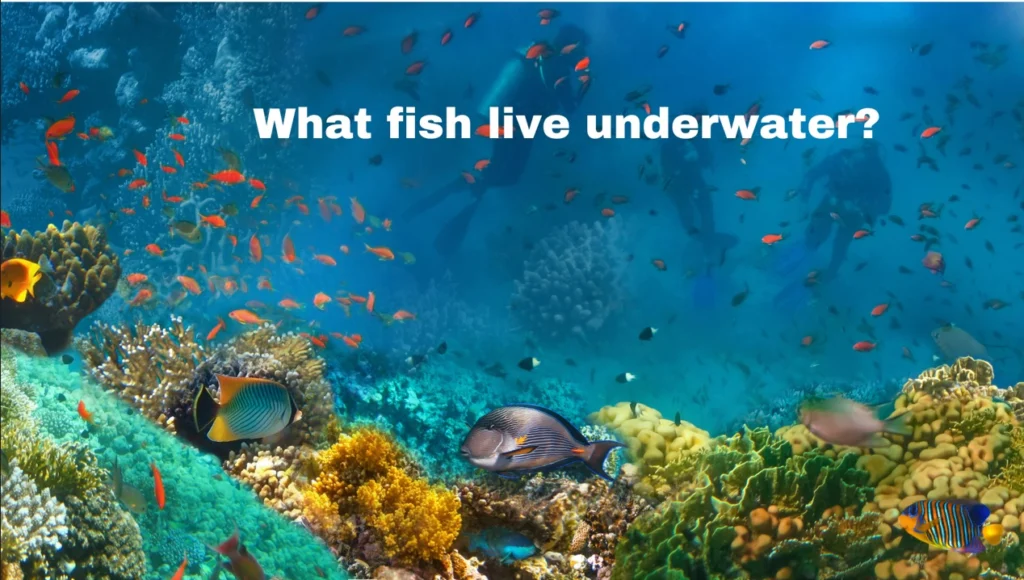 Explore the Fascinating World of Marine Life