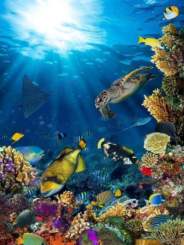 Amazing Deep sea creatures Part 1