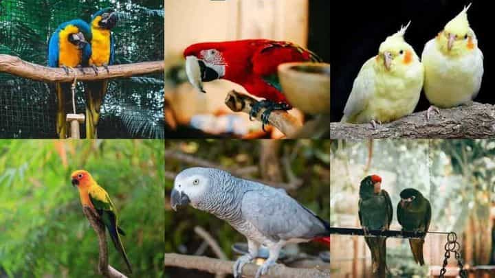 The Top 6 Best Parrots to Keep as Pets