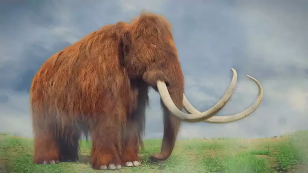 Wooly Mammoth